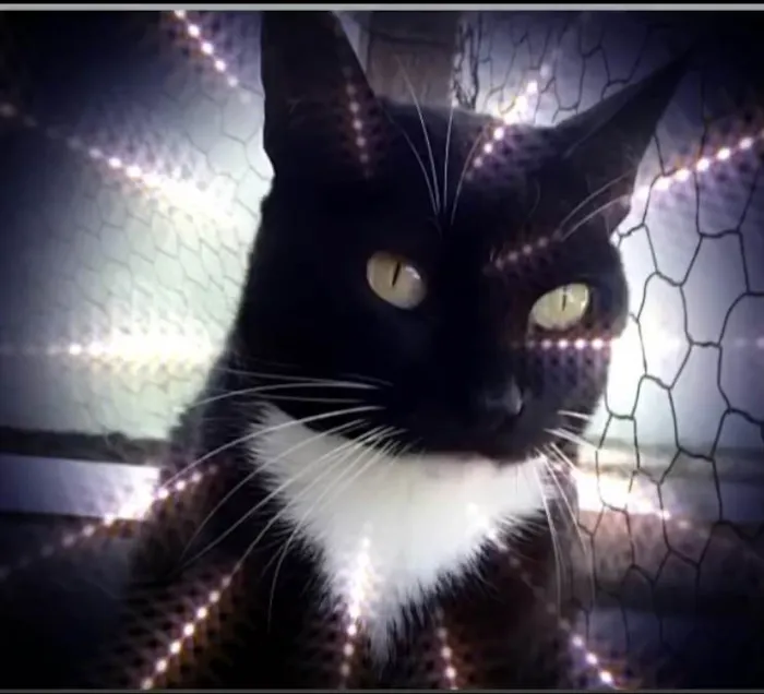 Gato raça Srd idade 1 ano nome Gigi linda 