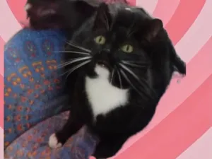 Gato raça Srd idade 1 ano nome Gigi linda 