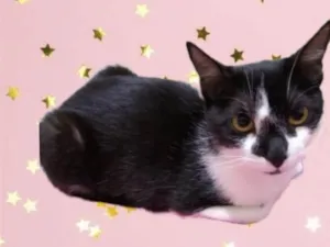 Gato raça Srd idade 1 ano nome Linguiça linda 