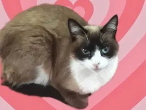 Gato raça Srd idade 1 ano nome Bolacha 