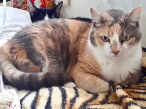 Gato raça Srd idade 1 ano nome Fumaça 