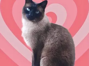 Gato raça Srd idade 1 ano nome Nick siamês 