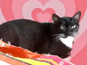Gato raça Srd idade 1 ano nome Ariane linda 