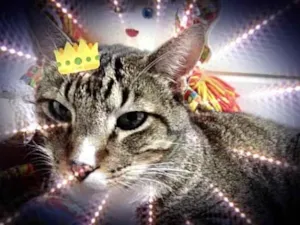 Gato raça Srd idade 1 ano nome Tigue lindo 