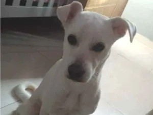 Cachorro raça Sem raça  idade 3 anos nome Sol