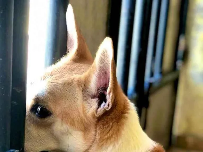 Cachorro ra a mestiço idade 4 anos nome Koda