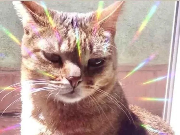 Gato raça Srd idade 1 ano nome Ruivinho 