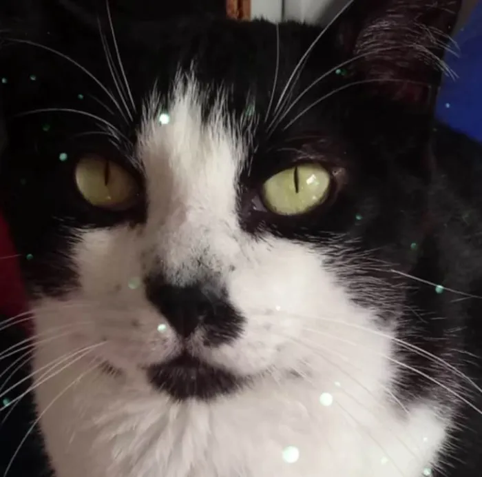 Gato raça Srd frajolinha  idade 2 anos nome Diego lindo 