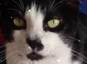 Gato raça Srd frajolinha  idade 2 anos nome Diego lindo 