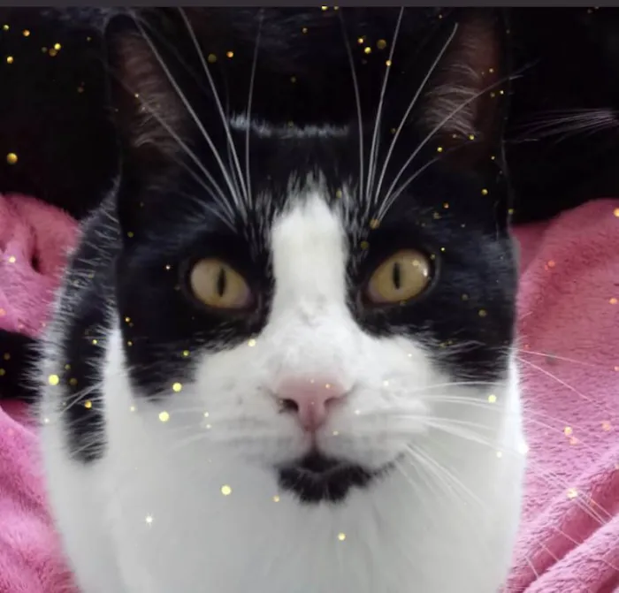 Gato raça Srd idade 1 ano nome Pitoco superFOFO