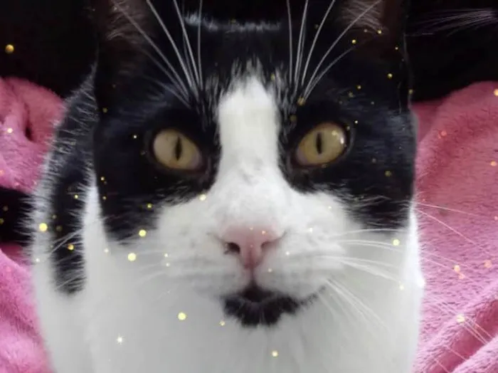 Gato raça Srd idade 1 ano nome Pitoco superFOFO