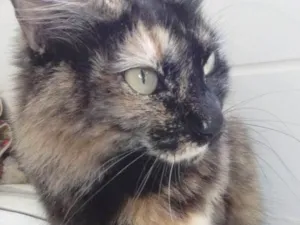 Gato raça Srd idade 1 ano nome Menina 