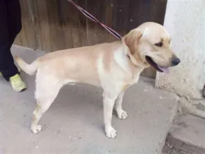 Cachorro raça Labrador idade 2 a 6 meses nome Sem identificação