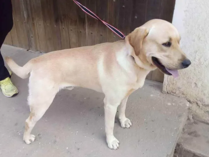 Cachorro ra a Labrador idade 2 a 6 meses nome Sem identificação