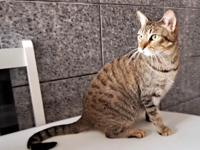 Gato raça Srd idade 7 a 11 meses nome Thamy