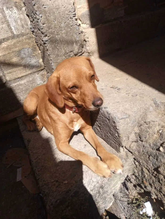 Cachorro ra a Vira lata idade 2 a 6 meses nome Pitucho