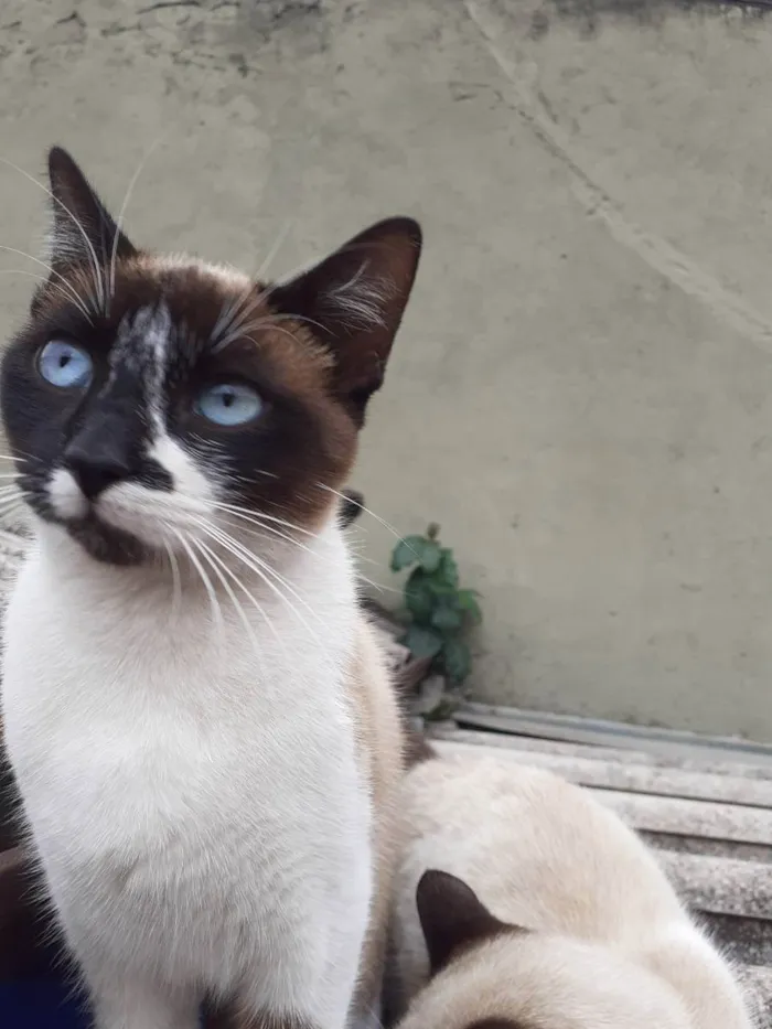 Gato ra a Srd idade 7 a 11 meses nome Faísca 