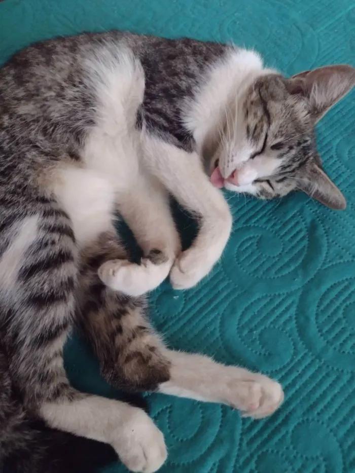 Gato raça Vira lata idade 1 ano nome Atum