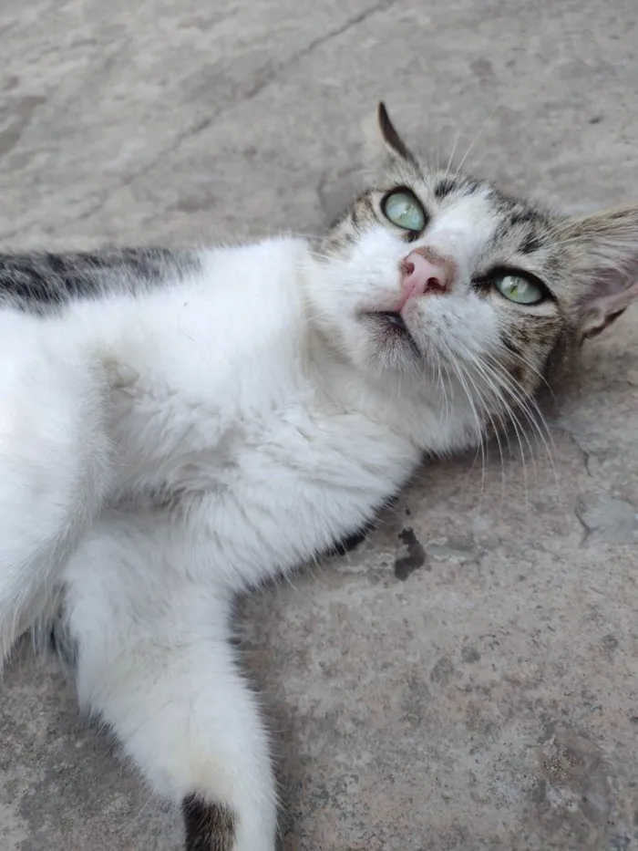 Gato raça Vira lata idade 1 ano nome Atum