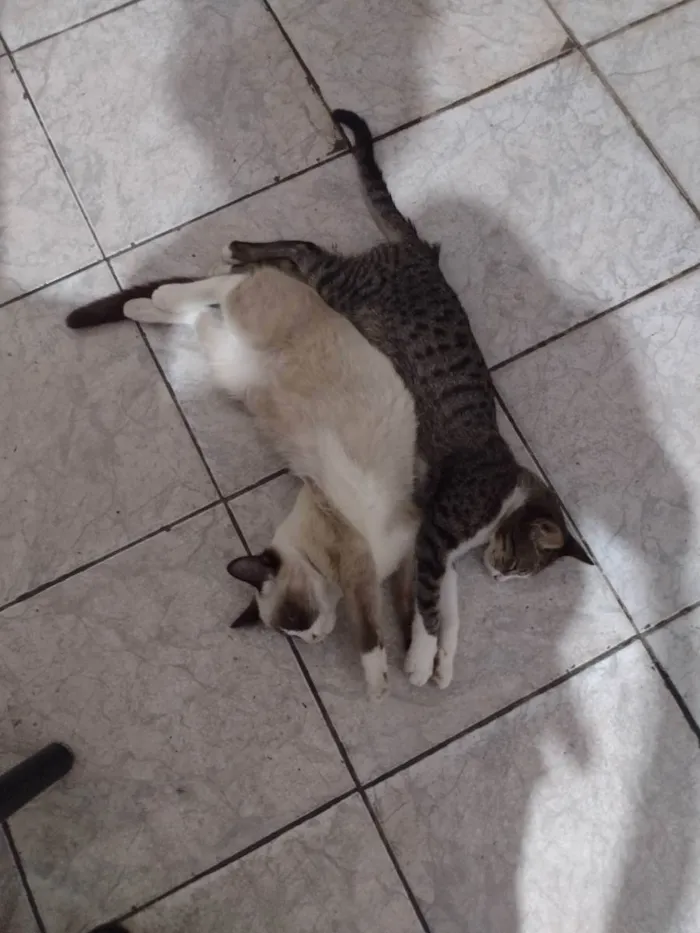 Gato raça Vira lata idade 2 a 6 meses nome Berserk e chimichurr