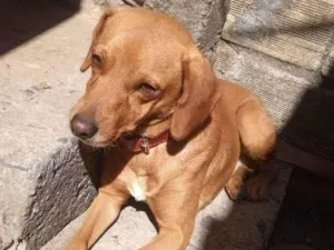 Cachorro raça Vira lata idade 2 a 6 meses nome Pitucho