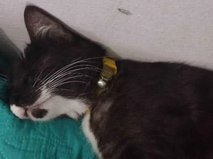 Gato raça Vira lata idade 1 ano nome Lemori