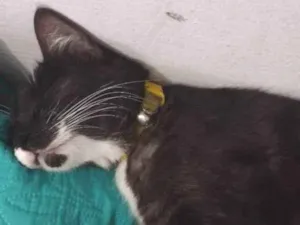 Gato raça Vira lata idade 1 ano nome Lemori