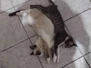 Gato raça Vira lata idade 2 a 6 meses nome Berserk e chimichurr