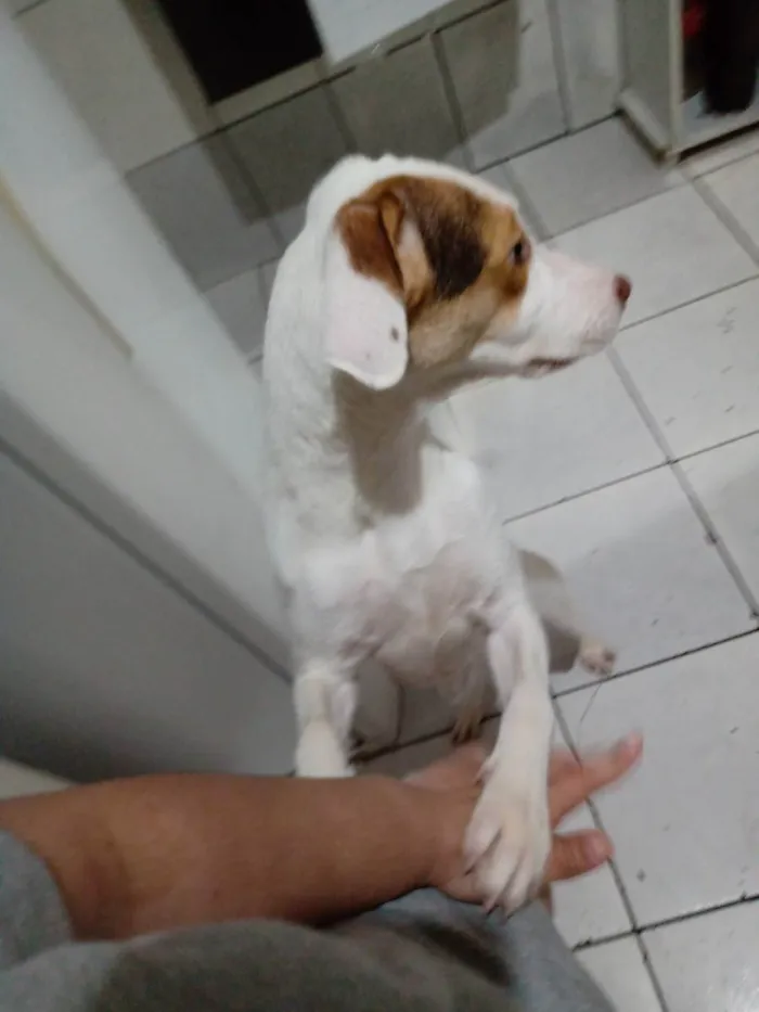 Cachorro raça Vira lata idade 7 a 11 meses nome Pipoca