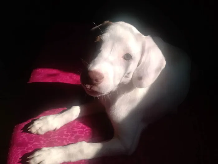 Cachorro raça Vira lata idade 7 a 11 meses nome Pipoca