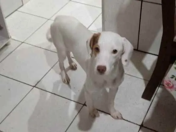 Cachorro raça Vira lata idade 7 a 11 meses nome Pipoca