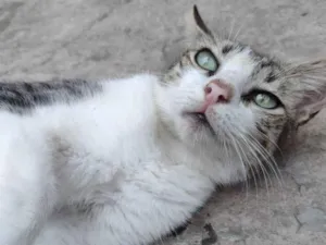 Gato raça Vira lata idade 1 ano nome Atum