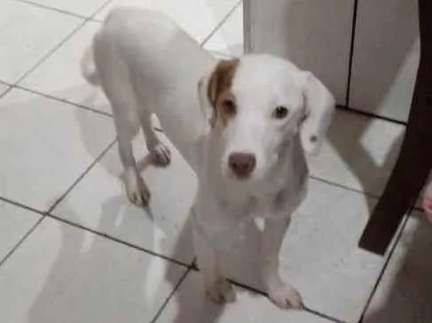 Cachorro raça Vira lata idade 7 a 11 meses nome Pipoca