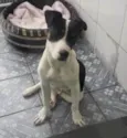 Cachorro raça Mix pitbull com SRD  idade 7 a 11 meses nome Tody