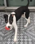 Cachorro raça Mix pitbull com SRD  idade 7 a 11 meses nome Tody