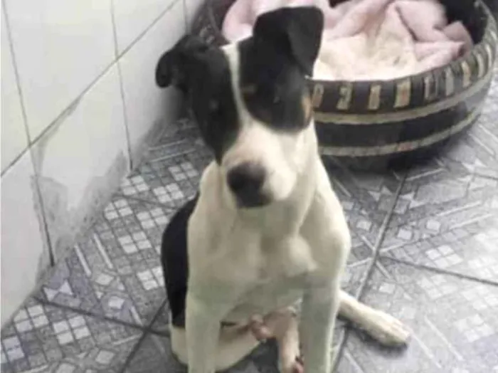 Cachorro raça Mix pitbull com SRD  idade 7 a 11 meses nome Tody