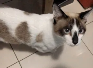 Gato raça  idade 7 a 11 meses nome Nicky 