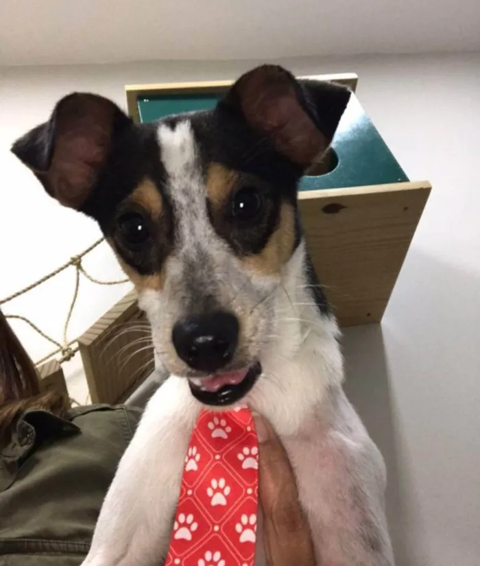 Cachorro ra a Mix fox Paulistaninha  idade 1 ano nome Bruce