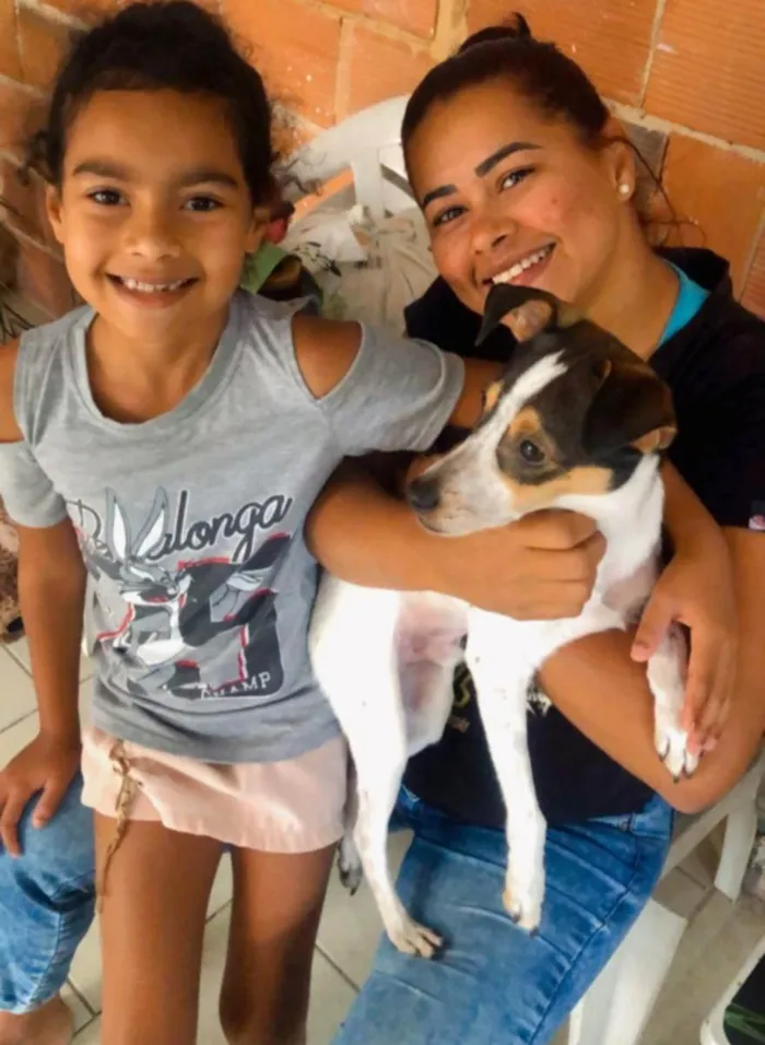 Cachorro ra a Mix fox Paulistaninha  idade 1 ano nome Bruce