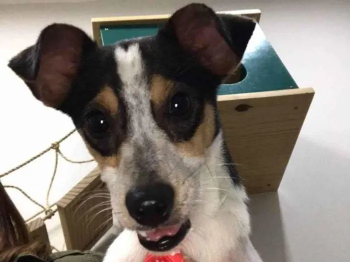 Cachorro ra a Mix fox Paulistaninha  idade 1 ano nome Bruce