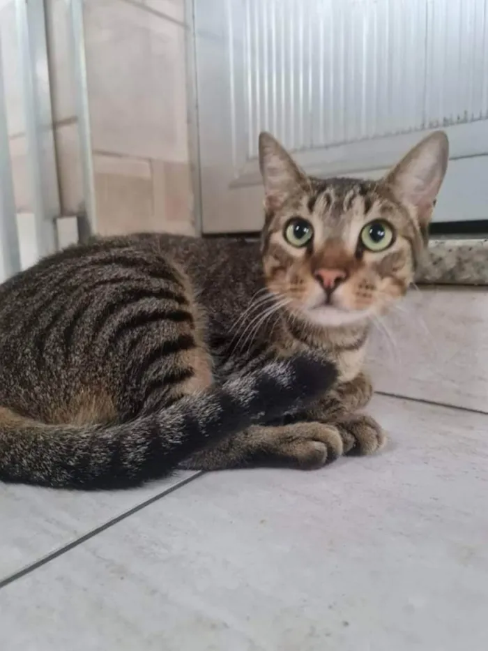 Gato ra a SRD idade 3 anos nome Pedro