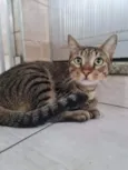 Pedro