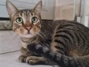 Gato raça SRD idade 3 anos nome Pedro