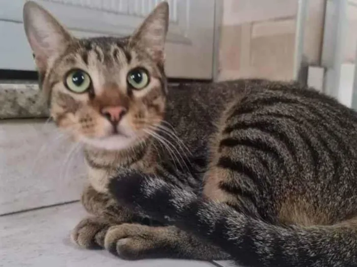 Gato ra a SRD idade 3 anos nome Pedro