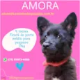 Cachorro raça  idade 2 a 6 meses nome Amora