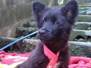 Cachorro raça  idade 2 a 6 meses nome Amora