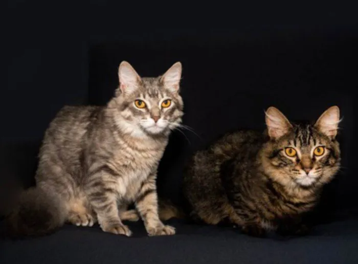 Gato ra a Srd idade 2 a 6 meses nome Ziggy e Bartho