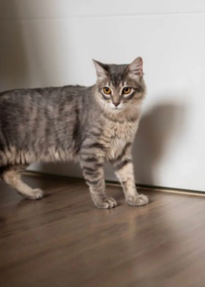 Gato ra a Srd idade 2 a 6 meses nome Ziggy e Bartho