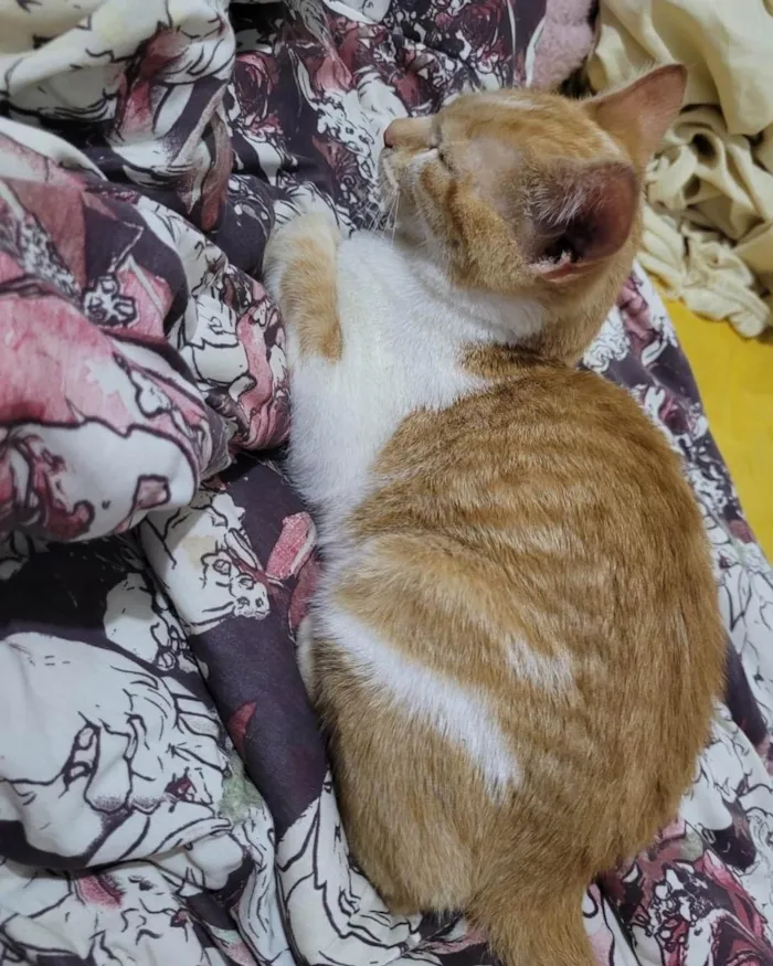 Gato ra a Srd idade 2 a 6 meses nome Daniel
