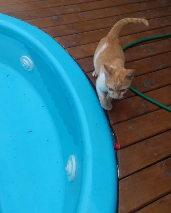 Gato ra a Srd idade 2 a 6 meses nome Daniel